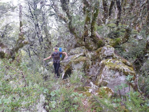 New Zealand Alpine Hikes, Trekking & Snowshoeing - New Zealand Trek & Raft Adventures - Brodrick Pass - Landsborough Trek & Raft - Landsborough Valley - West Coast bush - Landsborough Valley - West Coast bush 12