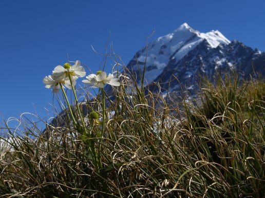 New Zealand Alpine Hikes, Trekking & Snowshoeing - New Zealand Alpine Treks & Hikes - Hooker Valley Day Hike - Mount Cook Lily - Hooker Valley, Aoraki Mount Cook National Park - Mount Cook Lily - Hooker Valley, Aoraki Mount Cook National Park 2