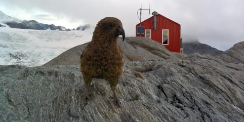 Venue: Colin Todd Hut (summer) - Kea at Colin Todd Hut, Bonar Glacier, Aspiring National Park