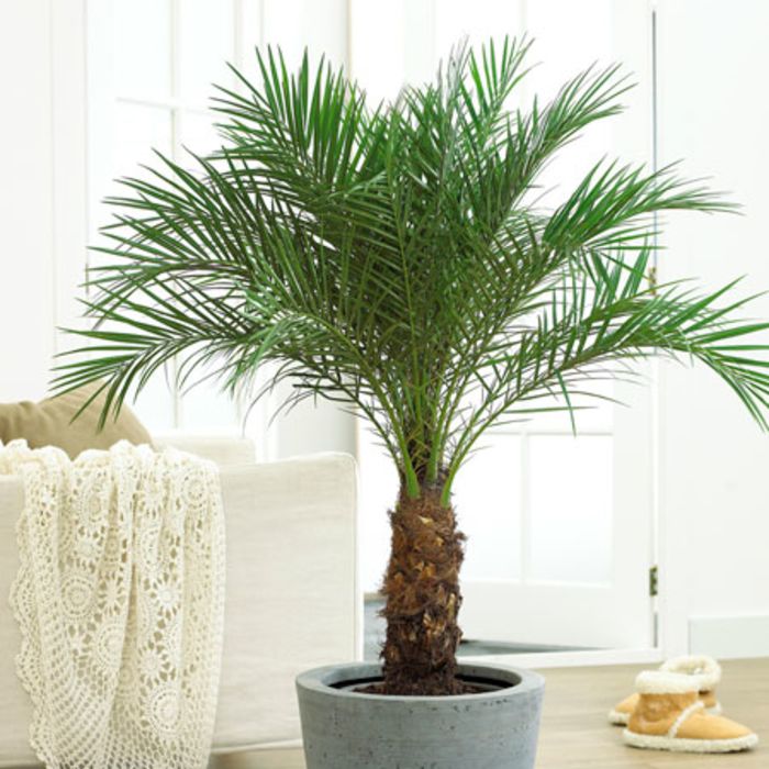 7 Pet Friendly, Air Purifying Plants