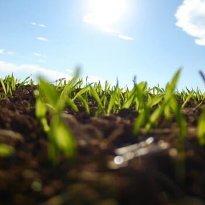Why Now Is The Time To Plant Your Seedlings