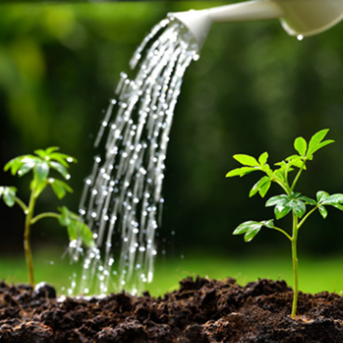 Improve Your Health with Garden Maintenance