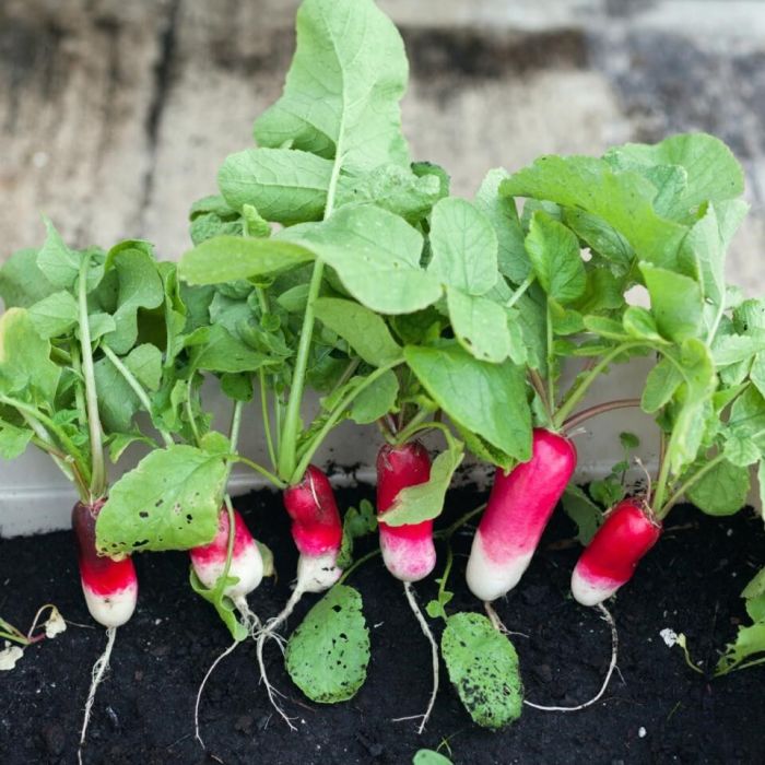 5 Most Common Gardening Mistakes