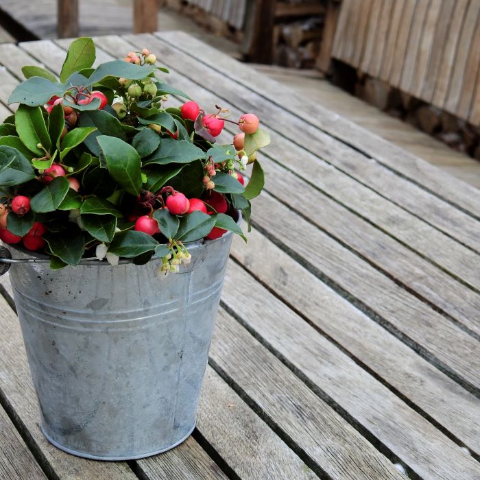 10 Veggies Perfect For Growing In Pots