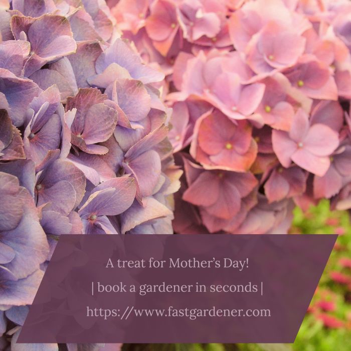 5 Mother's Day Gardening Gift Ideas