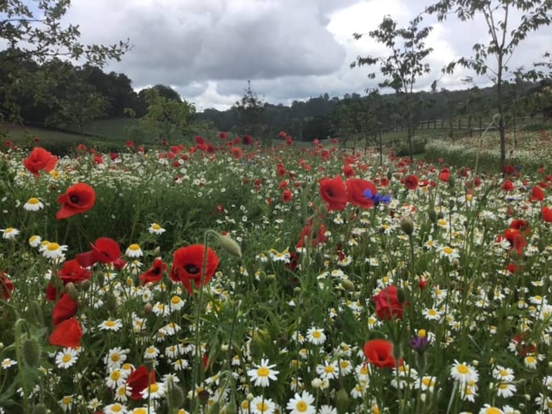 Abingworth Vineyard Blog Image - Image 13