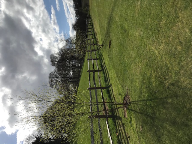Green Roots Landscaping South West London & Surrey - Gardening Maintenance and Garden Design - Project Image - Image 5