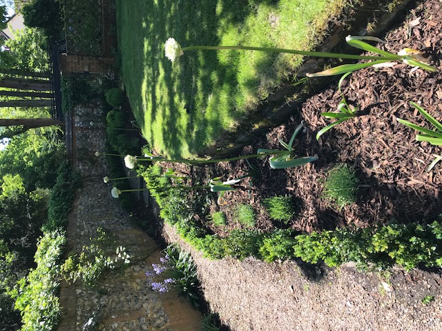 Green Roots Landscaping South West London & Surrey - Gardening Maintenance and Garden Design - Blog Image