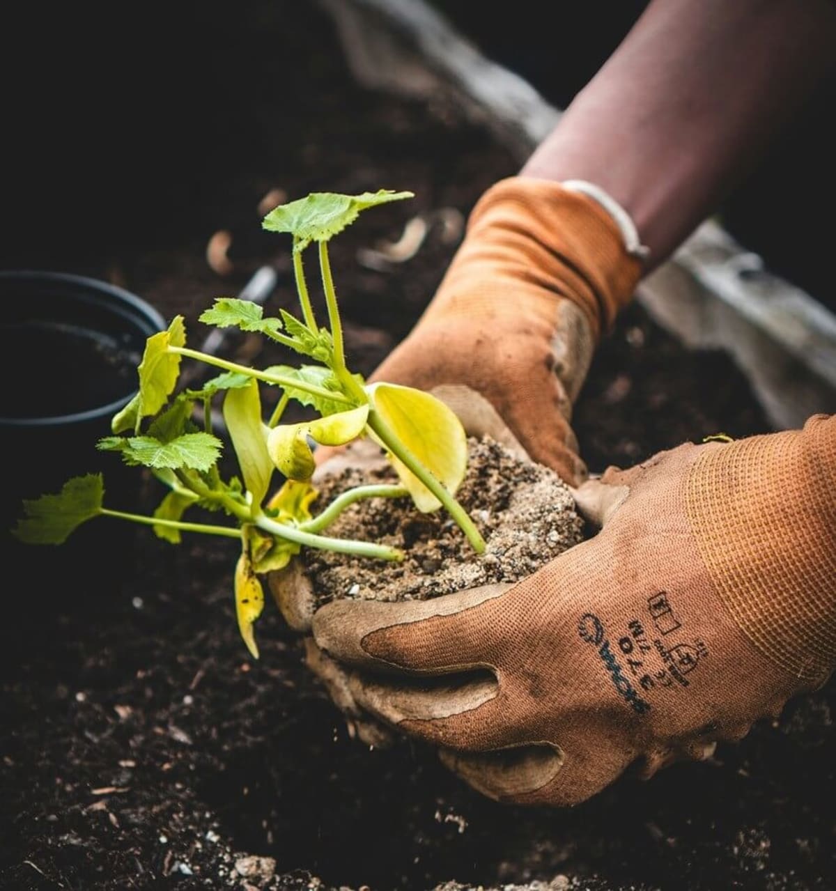 Green Roots Landscaping South West London & Surrey - Gardening Maintenance and Garden Design - Introduction Image