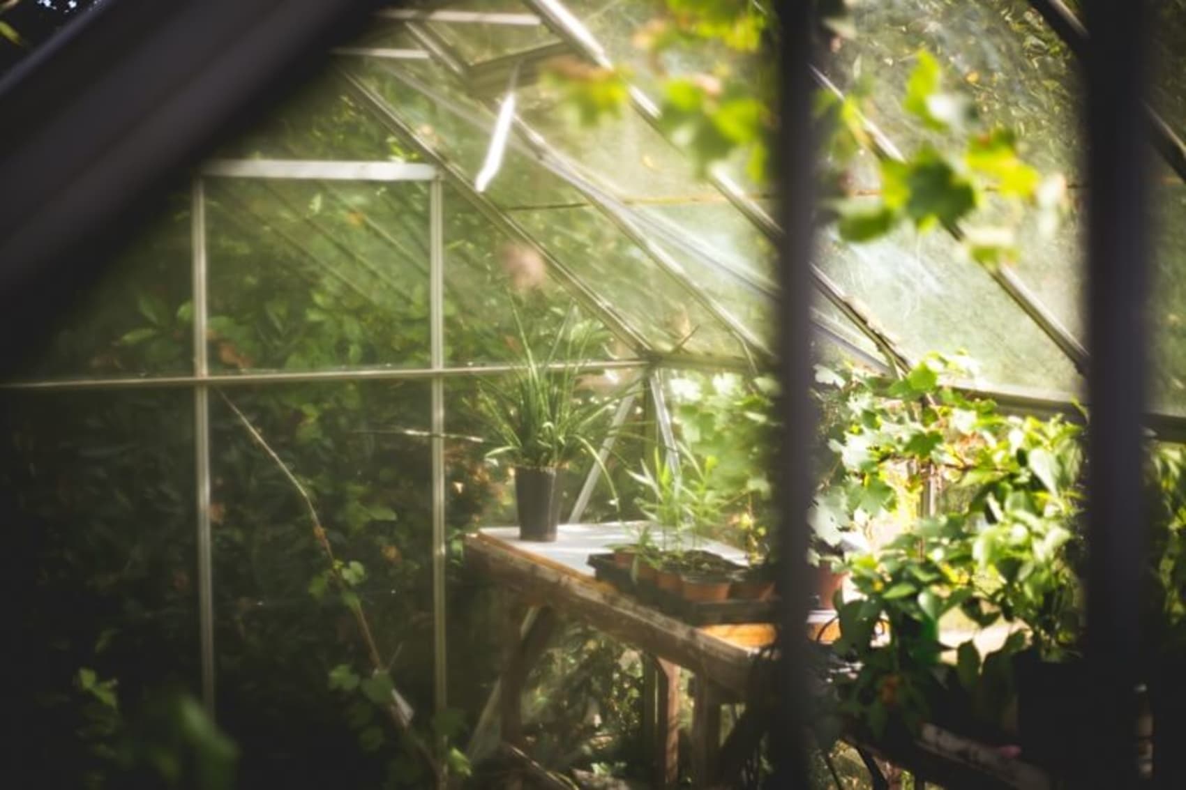 Green Roots Landscaping South West London & Surrey - Gardening Maintenance and Garden Design - Introduction Image