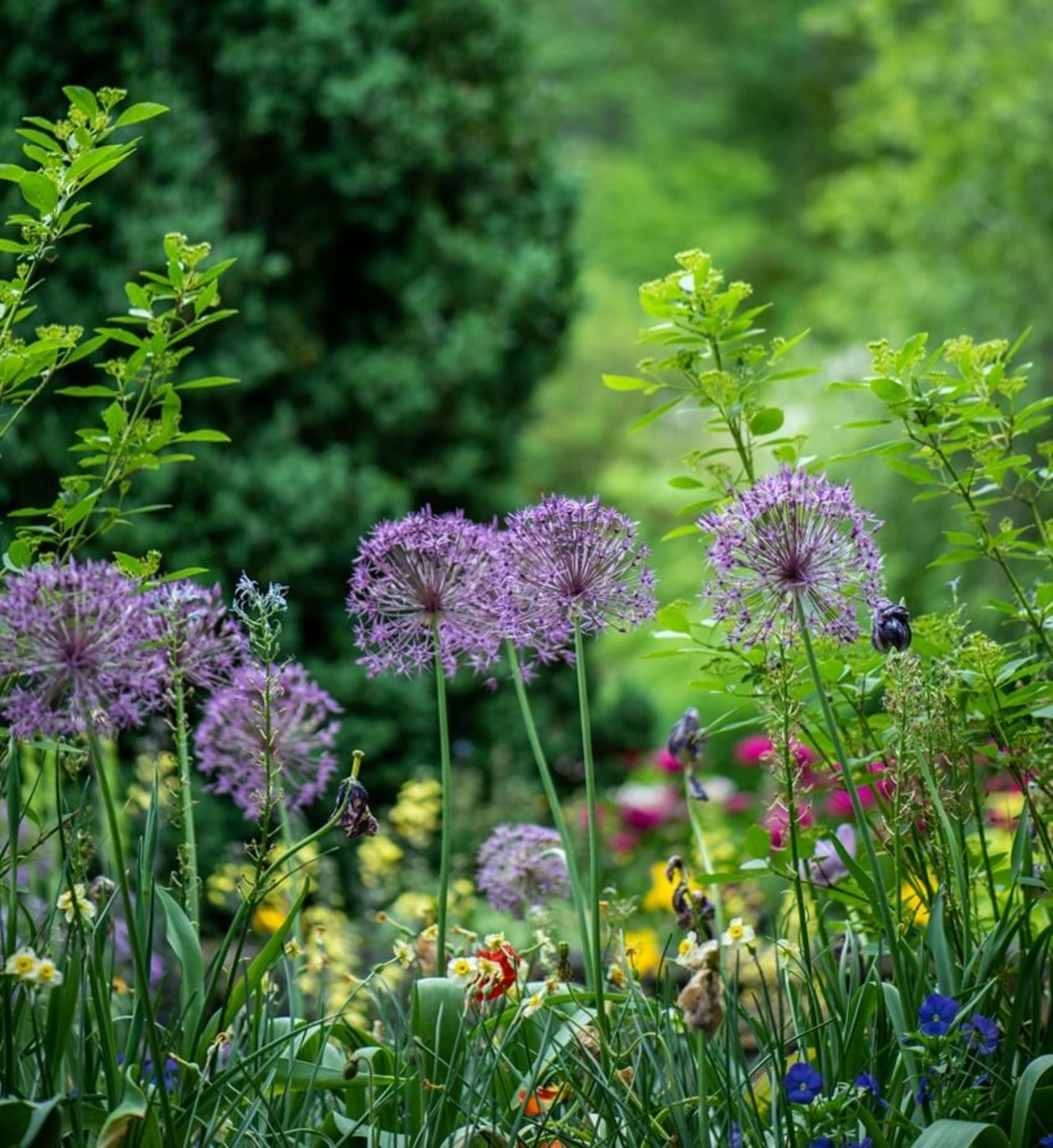 Green Roots Landscaping South West London & Surrey - Gardening Maintenance and Garden Design - Introduction Image