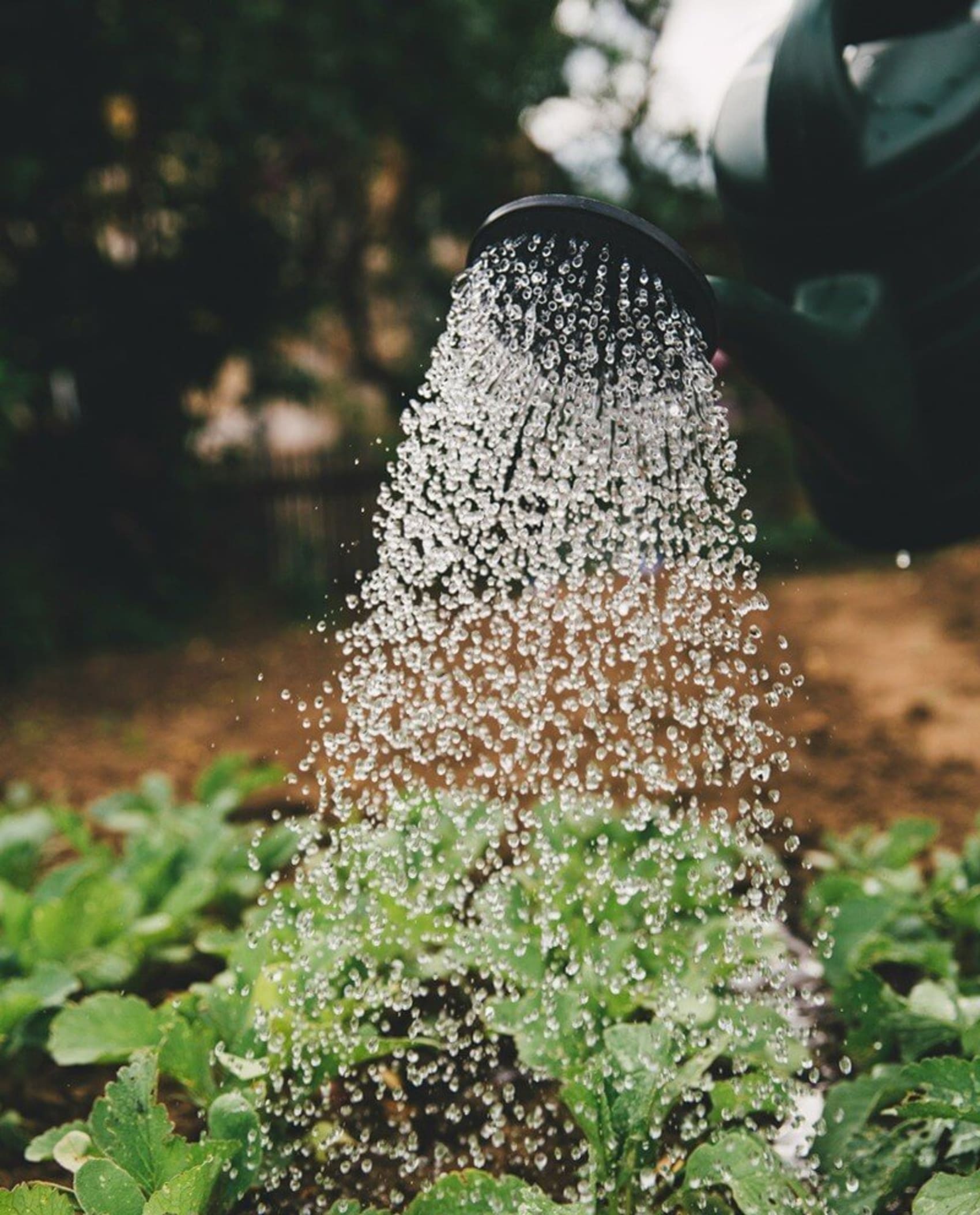 Green Roots Landscaping South West London & Surrey - Gardening Maintenance and Garden Design - Introduction Image