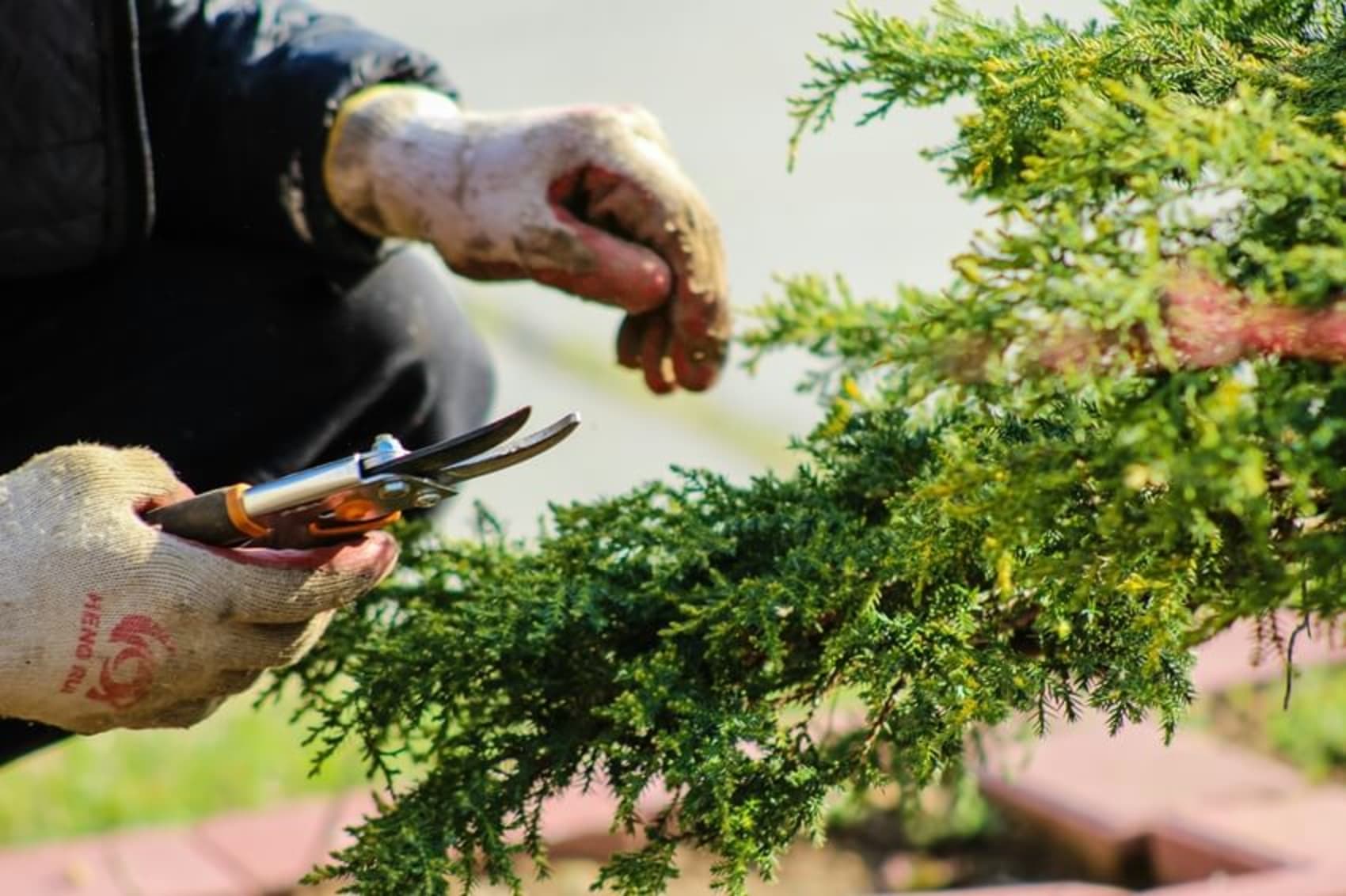 Green Roots Landscaping South West London & Surrey - Gardening Maintenance and Garden Design - Introduction Image