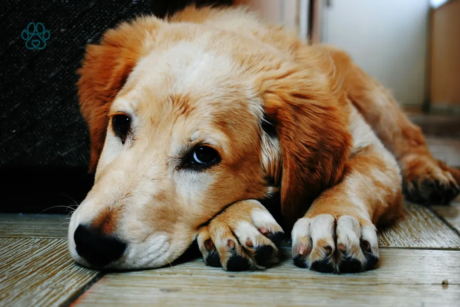 Nueva colaboración con veterinarios locales
