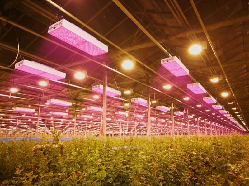 Цветоводство