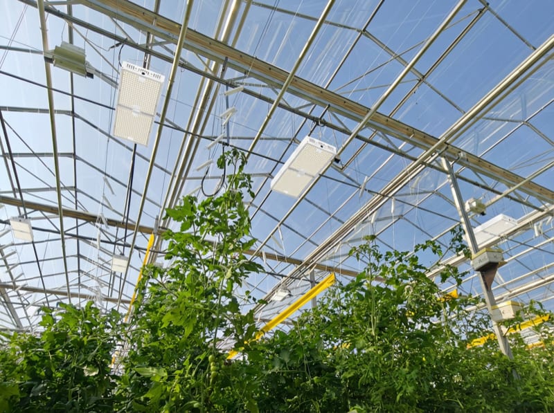 Овощеводство