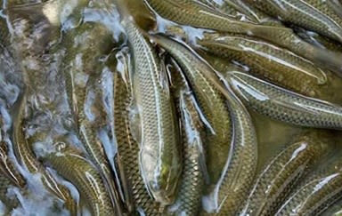 CÁ TRẮM CỎ THƯƠNG PHẨM