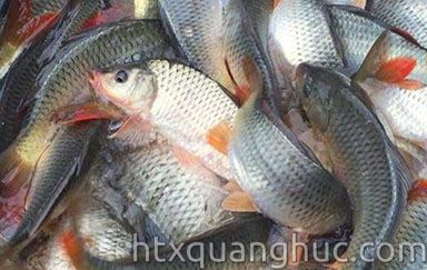 CÁ CHÉP THƯƠNG PHẨM