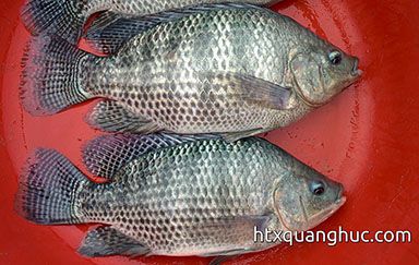 CÁ RÔ PHI THƯƠNG PHẨM