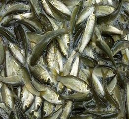 CÁ TRẮM CỎ GIỐNG