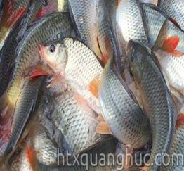 CÁ CHÉP THƯƠNG PHẨM