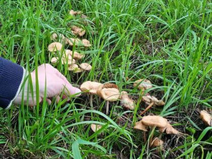 Смертельные грибы: грозная статистика отравлений в России