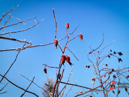 Потепление сменится заморозками в Свердловской области