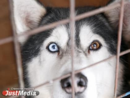 Жительница Екатеринбурга выиграла суд против ветеринарной клиники