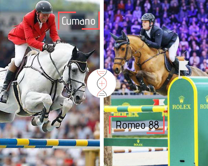 Cumano out of Al Ain FBH, CSI 1.40m and full sister of Romeo 88, Tokyo 2021 with H. Charles, also sister of Check Picobello winner CSI 1.60m with L. Davis, and 5 performers 1.45m to 1.50m