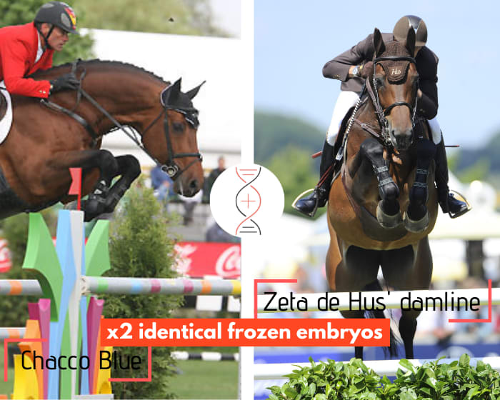 Lot of 2 embryos - Chacco Blue x For Pleasure out of the niece of 3 performers 1.60m including dont Zeta de Hus, 4th in CSI5* 1.60m with Kevin Staut