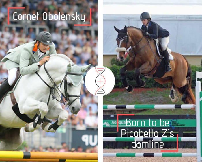 Cornet Obolensky x Kannan x Carthago Z, out of Born To Be Picobello's sister, 7rd in CSI5* 1.60m and Concentus 4 CSI 1.60m