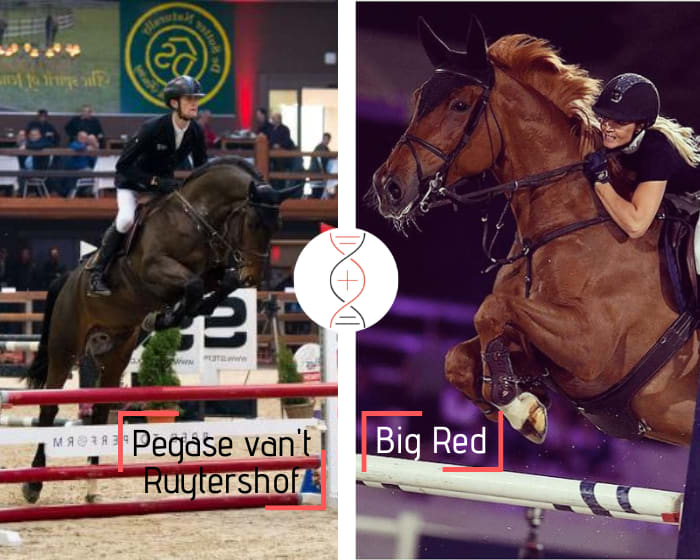 Pegase van’t Ruytershof x Cartani x Quidam de Revel out of a dam ranked in CSI 1.50m! Damline of Cevo Socrates winner in CSI5* 1.60m with E. Tops-Alexander, BMC Up and Down winner in CSI 1.60m with J. Dubbeldam and many more