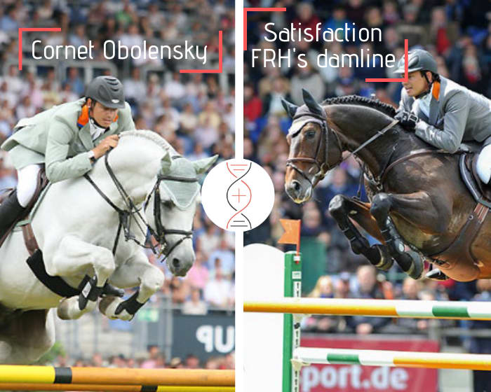 Cornet Obolensky x Stakkato, out of the full sister of Satisfaction FRH winner 1.60m with Marco Kutscher, and sister of 4 other performers 1.45m to 1.60m!