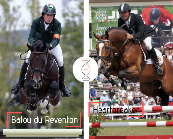 Balou du Reventon x Heartbreaker, out of Souvenir vd Heffinck’s full sister, CSI 1.60m, also sister of 3 performers CSI 1.50m to 1.60m! Embryo brother/sister of Daedalus van T&L CSI 1.60m and Its Lotto 111 ranked in World Cup 1.40m-1.60m