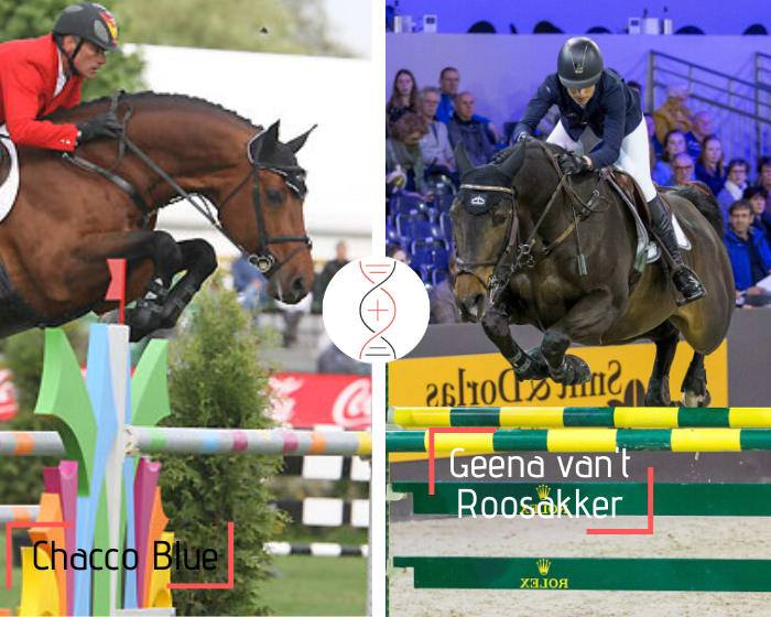 Chacco Blue x Geena van’t Roosakker (by Darco), ranked in CSI 1.55m with Janika Sprunger, Usha’s granddaughter, and dam of Kheros van’t Hoogeinde, ranked in CSI5* 1.60m, and Jivaro Imperio Egipcio CSIO5* 1.60m!