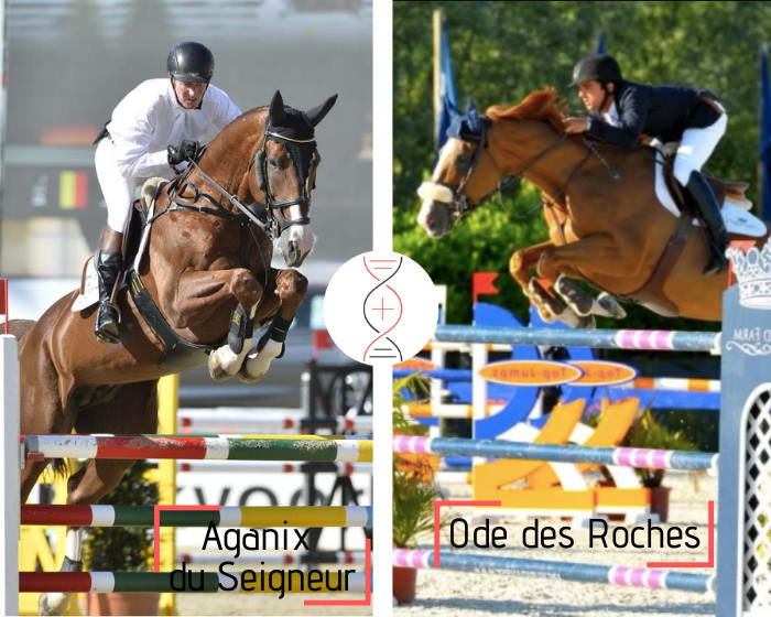 Aganix du Seigneur x Ode des Roches, 3rd in Grand Prix with Marlon Modolo-Zanotelli and sister of Natif des Roches 1.50m with Emanuel Andrade,  performers' damline