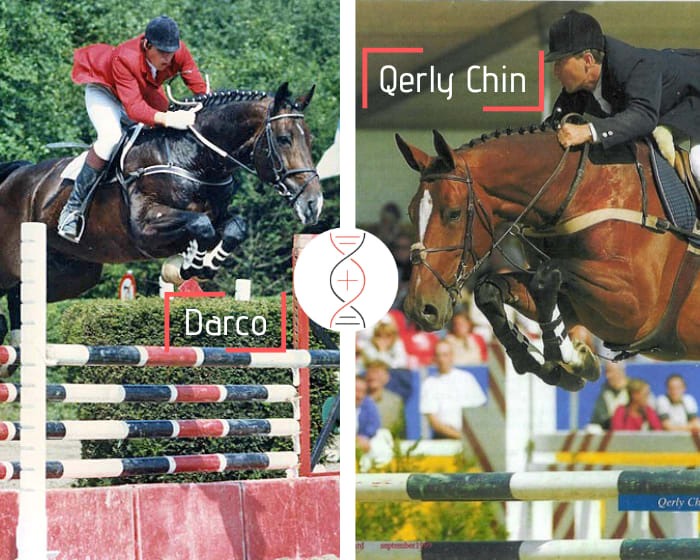 Darco out of Qerly Chin and Narcotique de Muze IV’s direct damline! Out of the sister of 7 performers 1.35m-1.45m, daughter of Darcotique van’t Meulenhof, 1.50m and sister of Jenson van’t Meulenhof CSI5* 1.60m, granddaughter of Narcotique de Muze IV