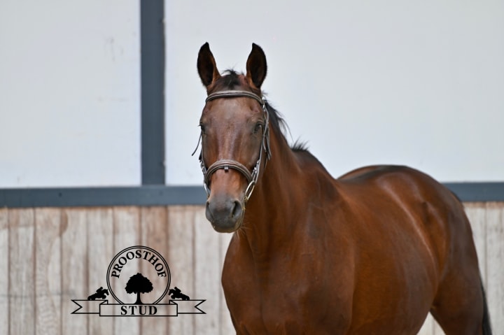 Poulinière, fille de Giselle van de Helle (1.50m) soeur du gagnant en CSIO5* 1.60m RASCIN et propre sœur de GRANDILOT (1.60m, Otto Becker). 14 performers 1.45-1.60m dans sa lignée ! Grand-mère de Rose of Ballmore (1.50m, Niels Kersten) !