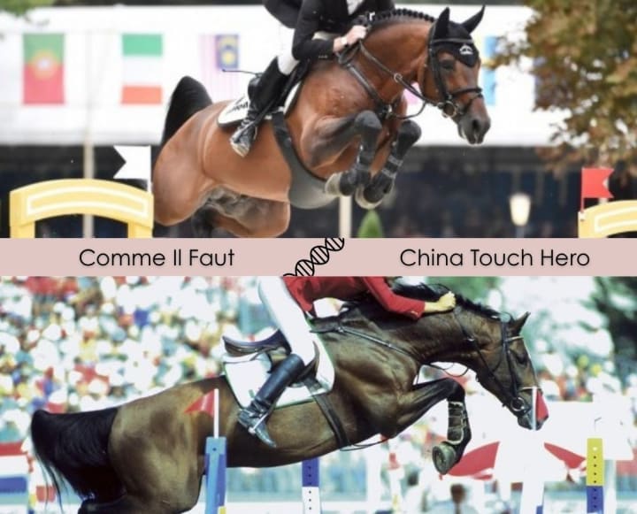 United Touch S, champion d’Europe, avec la sœur d’Akarad Hero Z 1.60m ! Chiva du Rouet, sœur de 9 performers internationaux dont King of China Hero Z 1.50m et l’étalon approuvé Don’t Touch Tiji Hero. Lignée de Tinka’s Hero Z 1.60m avec Simon Delestre !