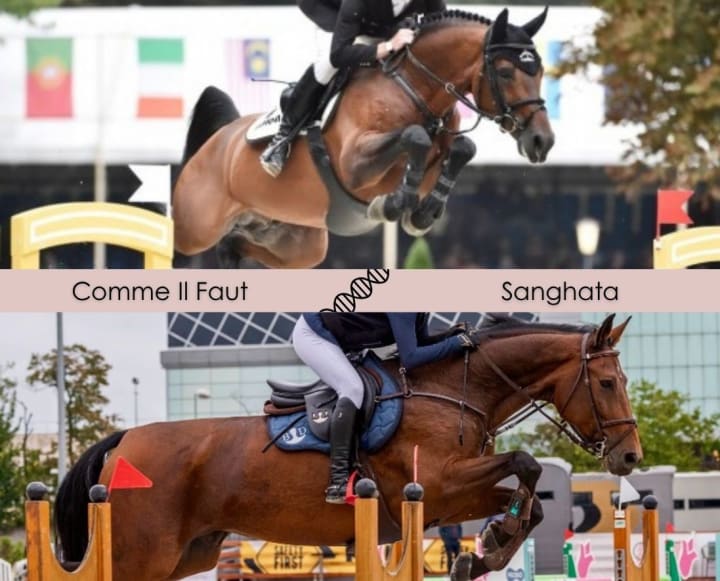 Sanghata, en Grand Prix 1.60m dès 9 ans, avec Comme Il Faut ! Sœur de Chips VI, performer CSI5* 1.60m avec Steve Guerdat, et de Tailormade Bacento, performer 1.45m. Sanghata est une fille de Sir Shutterfly, propre frère du crack Shutterfly !