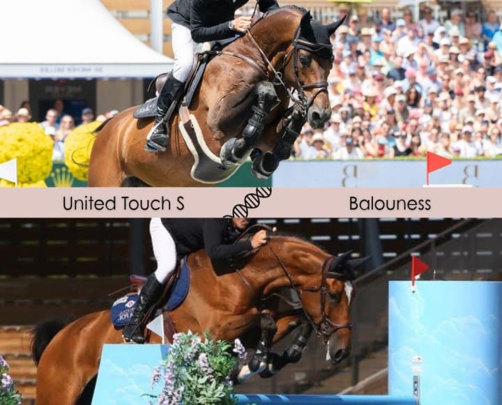 United Touch S x Balouness, twice ranked in 1.60m! The winner of the Rolex Grand Prix of Geneva with a mare by Balou du Rouet out of Goldstrand, herself ranked 1.55m and 2nd in the CSIO5* 1.45m of Sopot. Damline of Santa Cruz, AES-approved stallion.