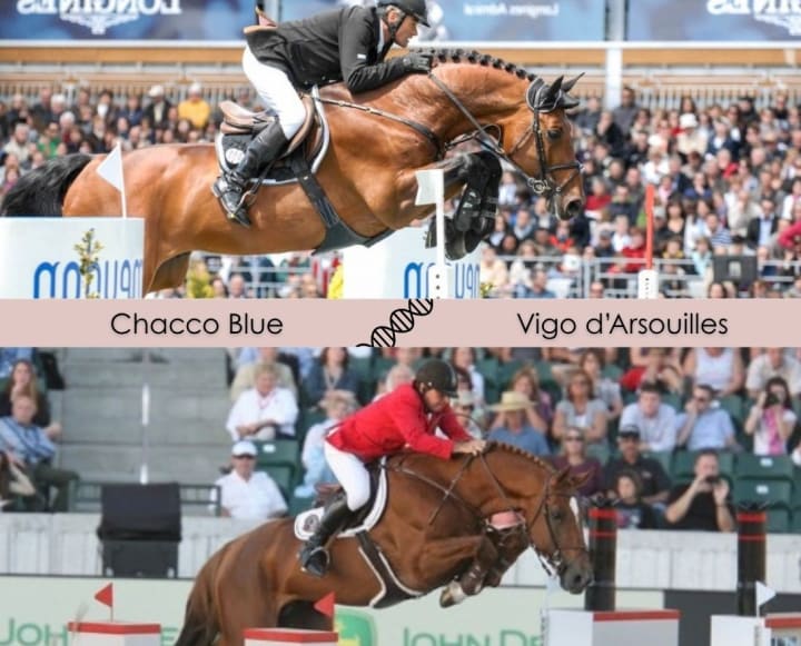 United Touch S avec Balouness, classée deux fois en 1.60m ! Le gagnant du Grand Prix Rolex de Genève avec une fille de Balou du Rouet x Goldstrand, classée 1.55m et 2e en CSIO5* à Sopot (1.45m). Famille de Santa Cruz, étalon approuvé AES.