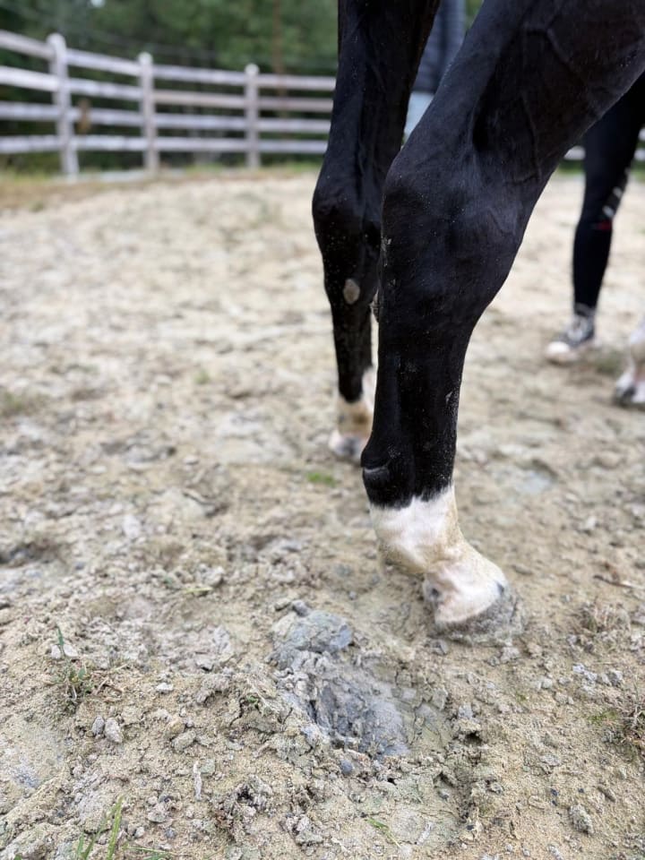 Jeune poulinière de 3 ans par Emerald, fille de Zafrina VA, classée 1.50m ! Mère par Quintero ASK, sœur de Condor C, étalon approuvé BWP 1.60m. Lignée de Libera 2 (1.60m, Jos Lansink), Athletico, Canaletto et Calido 7, performers 1.60m !