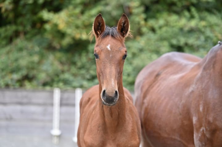 Lignée maternelle de gagnants en CSI5* et Coupe du monde 1.60m : Chacco’s Girlstar avec Emanuele Camilli et Cros Blue ! Par Kastell An Taro DK, mère par Cornet du Lys x Chacco Blue x Conland. Carthagonit (1.55m) figure aussi dans la famille.