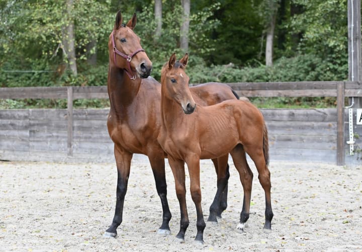 A maternal family of CSI5* and World Cup 1.60m winners: Chacco’s Girlstar with Emanuele Camilli and Cros Blue! By Kastell An Taro DK, dam by Cornet du Lys x Chacco Blue x Conland. The maternal family also includes 1.55m performer Carthagonit.