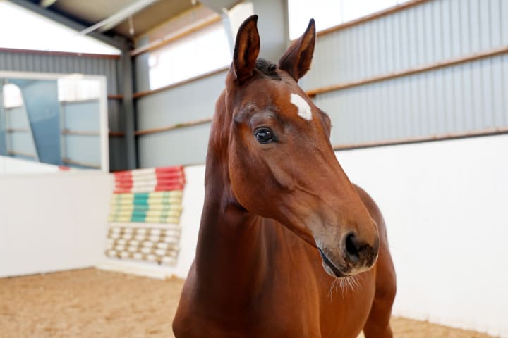Eldorado van de Zeshoek avec une sœur de Ci Ci Senjor ASK, étalon approuvé 1.60m ! Mère par Casall, propre sœur de Conditus (1.45m). Lignée maternelle de Chacoons Rubin SR et Triton’s Zazu (1.50m), avec Contender et Lord dans le pedigree.