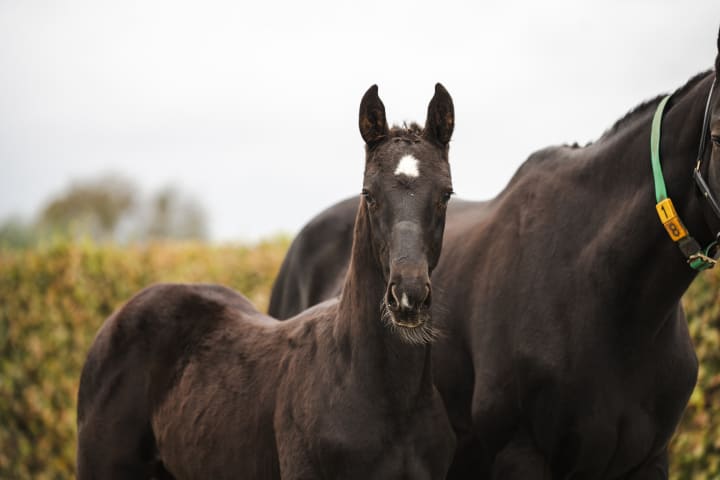 Filly by Impress-K van’t Kattenheye Z out of the full sister of For Killy, winner CSIO5* 1.60m (Falsterbo)! Tangelo van de Zuuthoeve x For Pleasure! Damline of 26 perf. 1.45-1.60m, incl. Caspar SSB, Turbo R, Tornado R, VDL Kalusha, and Zidane D 1.60m!
