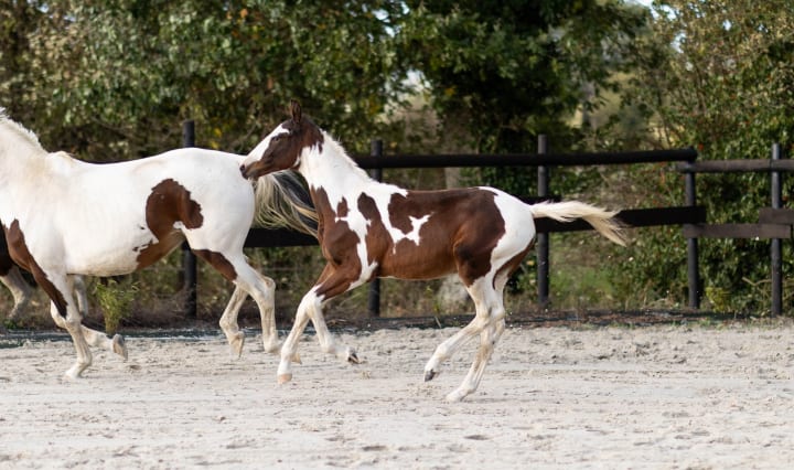 By Vancouver de Lanlore out of Miranda Boisdoré, a pinto daughter of Ha l’Amour du Cense d’Heure! A coloured maternal family including Vvhy Not du Boisdoré, Penelope du Meix and Eny One du Bois Doré.