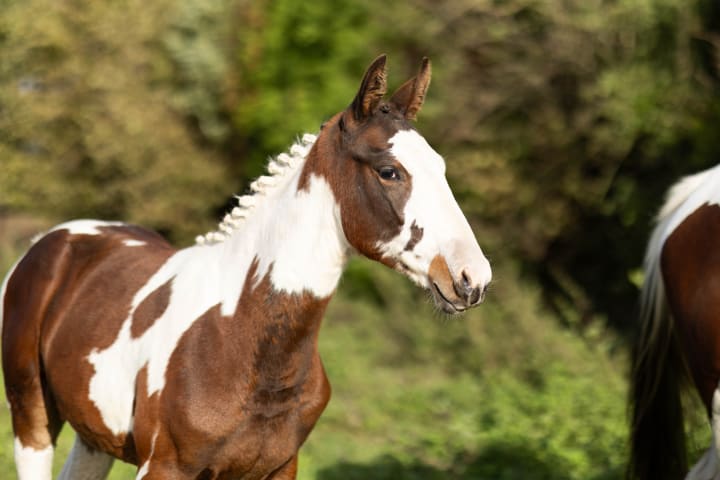 Vancouver de Lanlore avec Miranda Boisdoré, fille pie de Ha l’Amour du Cense d’Heure ! Une lignée maternelle de chevaux de couleur, avec Vvhy Not du Boisdoré, Penelope du Meix et Eny One du Bois Doré.