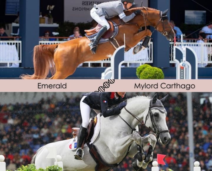 By Emerald out of a granddaughter of Fragance de Chalus, dam of licensed stallions Mylord Carthago and Bamako de Muze (1.60m)! Dam by Harley VDL x Querlybet Hero. Damline of Theodore Manciais and Ego van Orti (1.65m), and Norton d’Eole (1.60m).